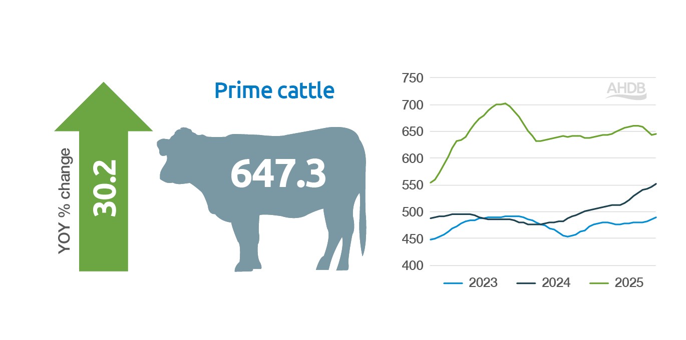 Line graph showing weekly GB all prime cattle prices (pence/kg deadweight) for 2023, 2024 and 2025.